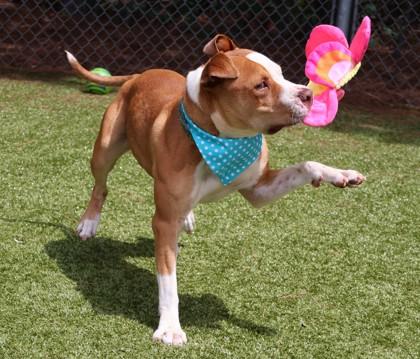 Harley, a ADOPTABLE Mixed Breed in Athens, GA image 5/5