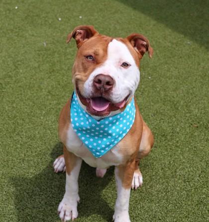 Harley, a ADOPTABLE Mixed Breed in Athens, GA image 2/5