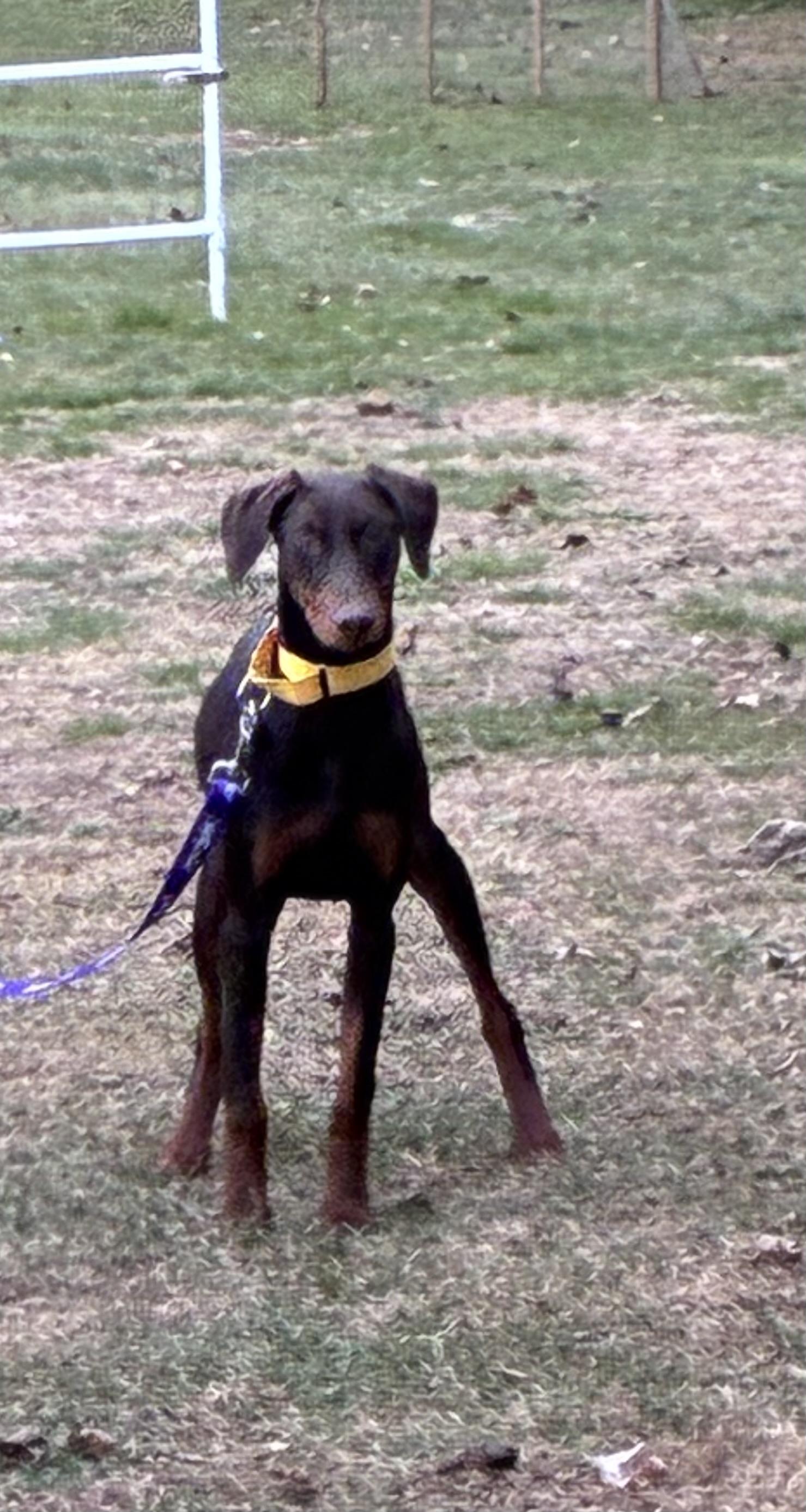 Enlarge Elphaba, an adopted Doberman Pinscher in Lincoln University, PA image 4/5
