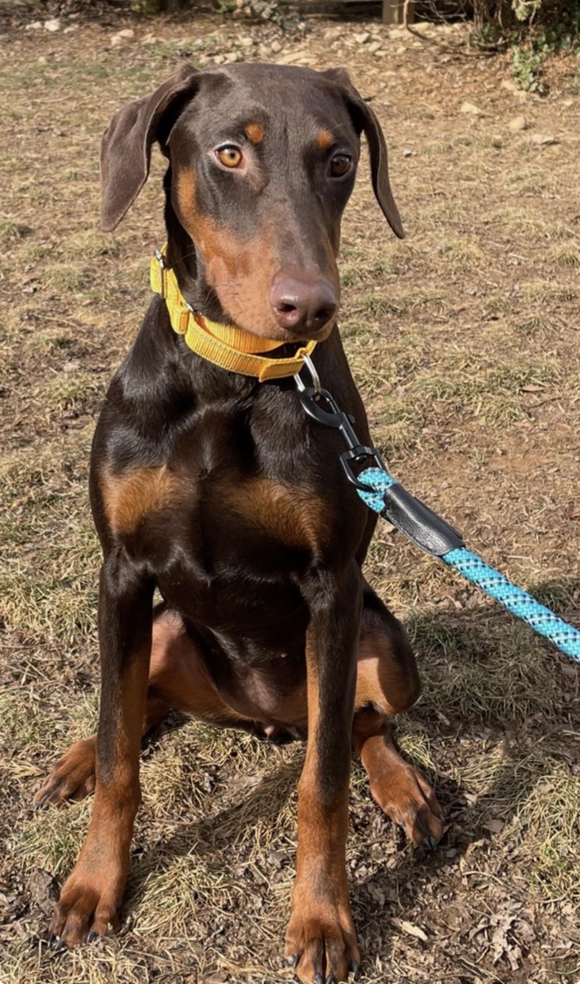 Elphaba, adopted, Puppy Female Doberman Pinscher.