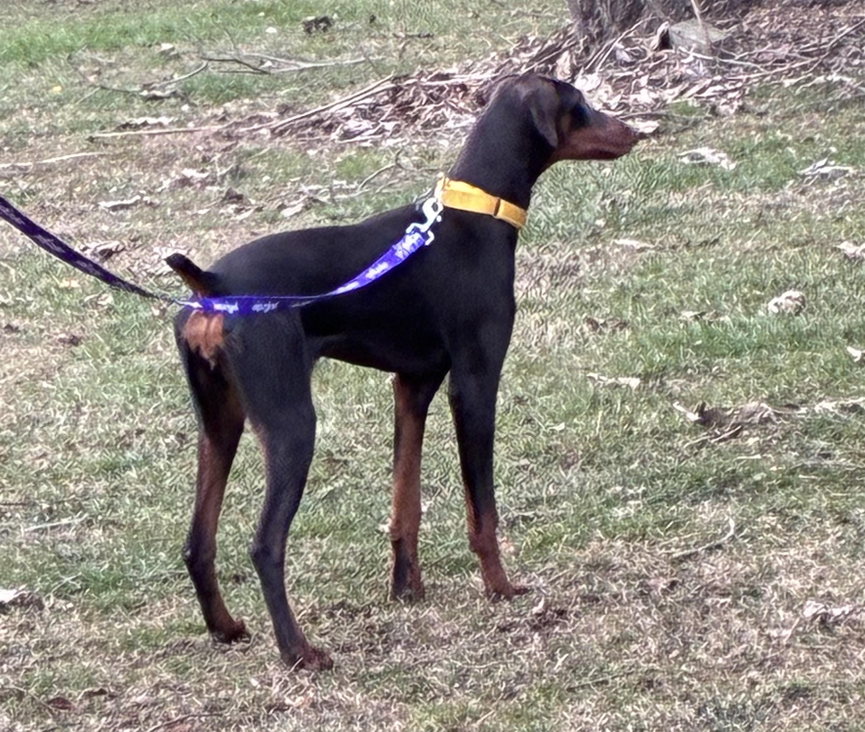 Enlarge Elphaba, an adopted Doberman Pinscher in Lincoln University, PA image 3/5