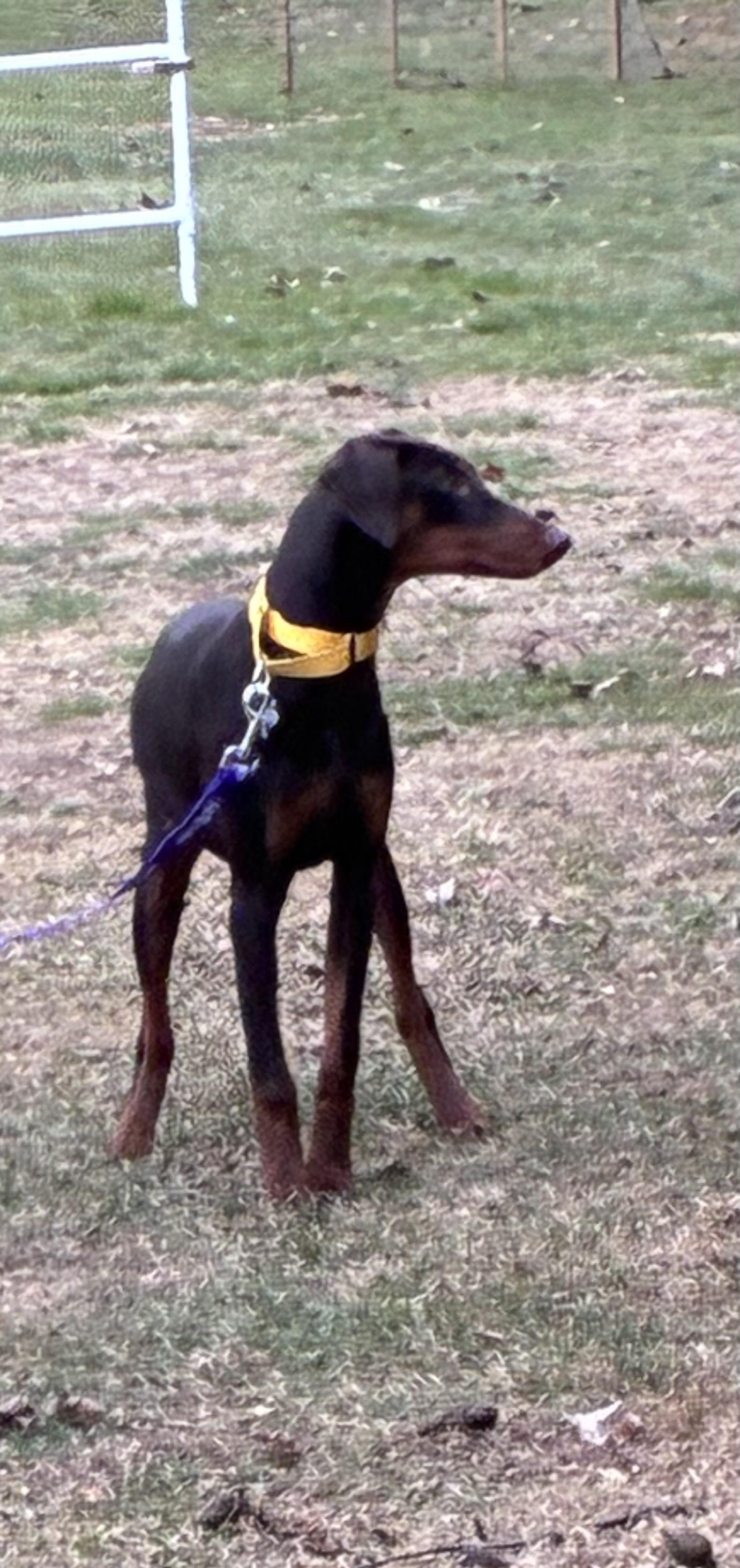 Enlarge Elphaba, an adopted Doberman Pinscher in Lincoln University, PA image 5/5