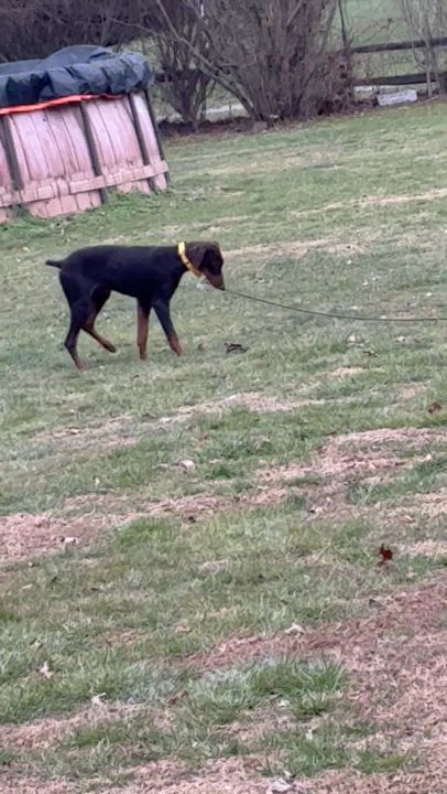 Enlarge Elphaba, an adopted Doberman Pinscher in Lincoln University, PA video 2/5