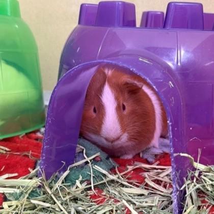 Biscuits (bonded w/ Chasttermax), Adoptable, Adult Male Guinea Pig & Guinea Pig.