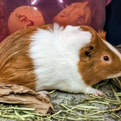 Enlarge Biscuits (bonded w/ Chasttermax), a Adoptable mixed breed in Voorhees, NJ image 2/3