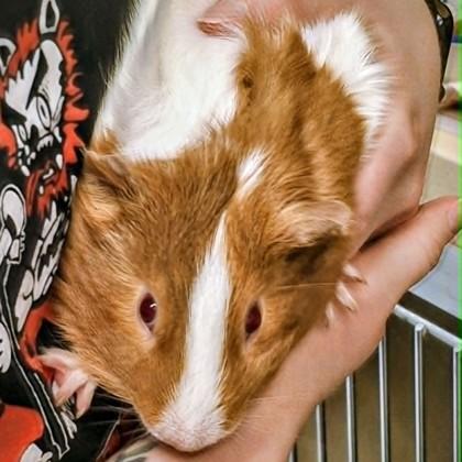 Enlarge Biscuits (bonded w/ Chasttermax), a Adoptable mixed breed in Voorhees, NJ image 3/3