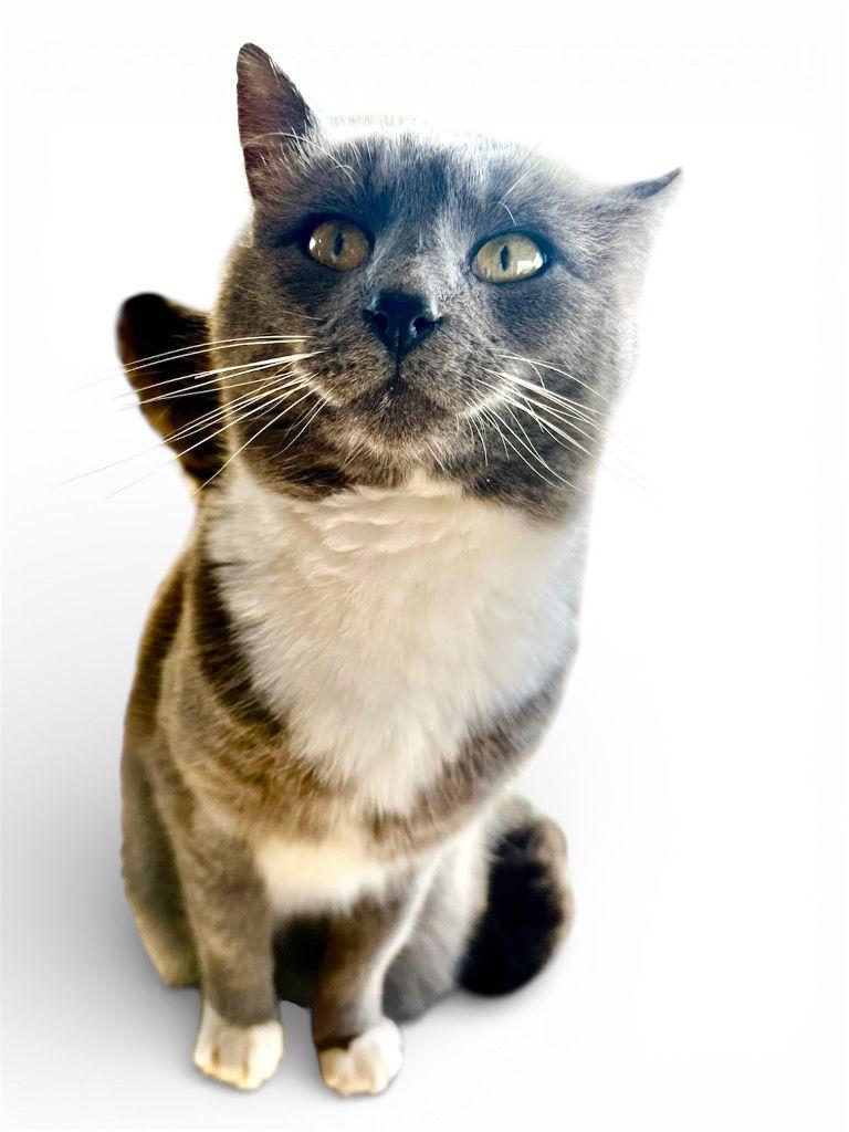 Enlarge Humpfree Bogart, a Adoptable Domestic Short Hair in Cromwell, KY image 2/3