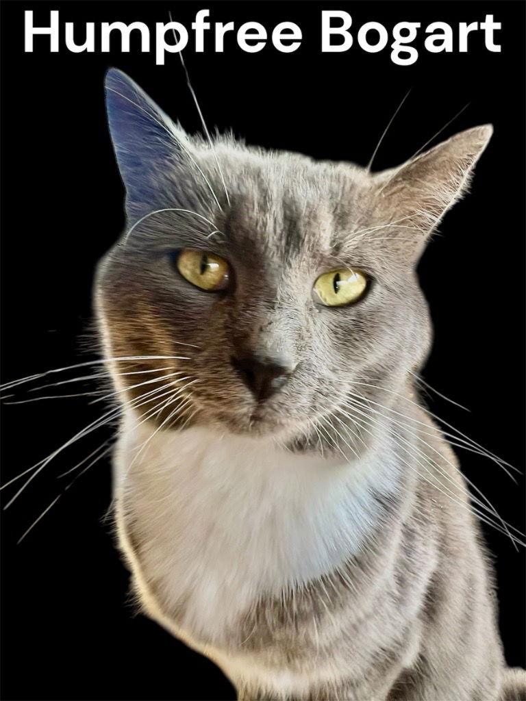 Enlarge Humpfree Bogart, a Adoptable Domestic Short Hair in Cromwell, KY image 3/3