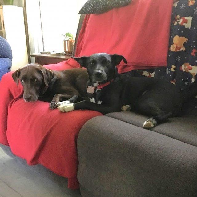 Twyla, a Adoptable Mixed Breed image 1/6