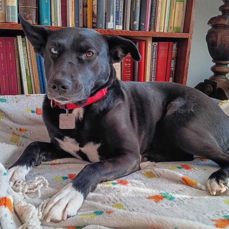 Twyla, Adoptable, Adult Female Mixed Breed.