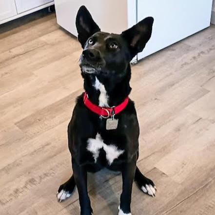 Enlarge Twyla, a Adoptable Mixed Breed in Rensselaer, NY image 1/5