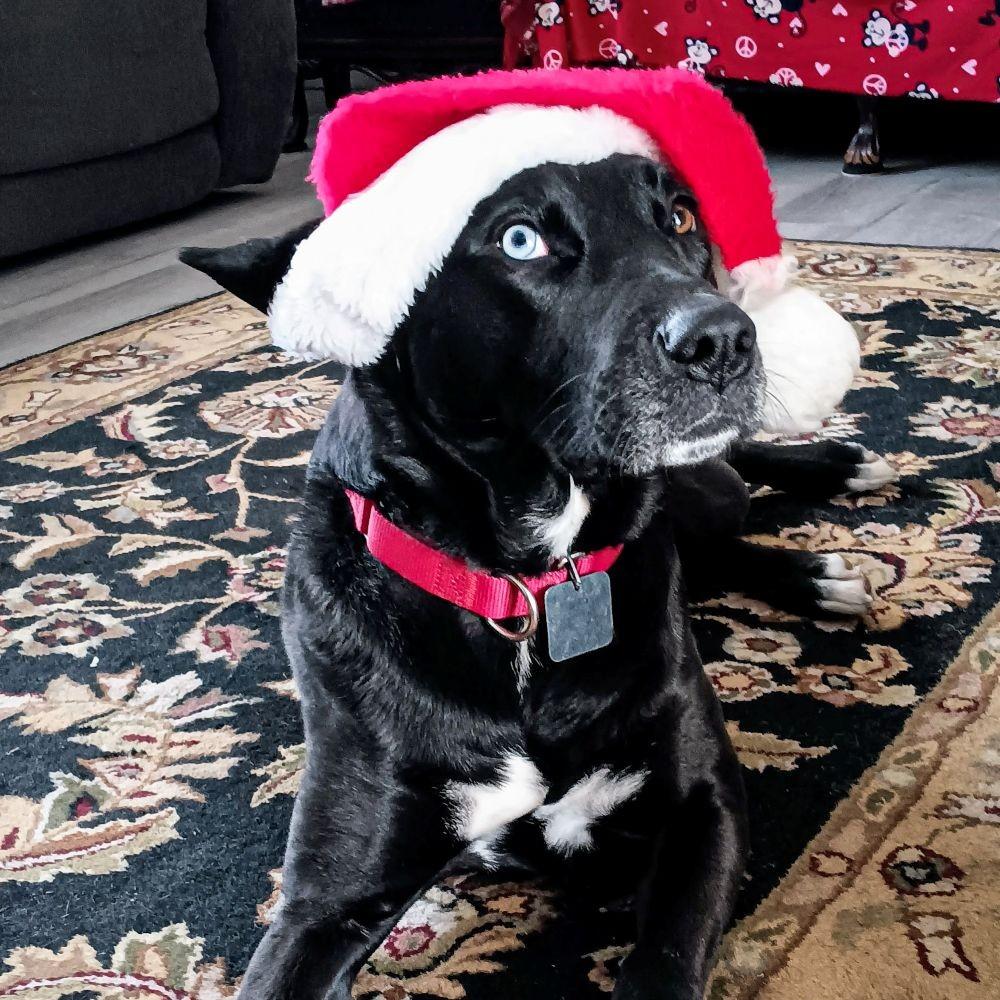 Twyla, Adoptable, Adult Female Mixed Breed.