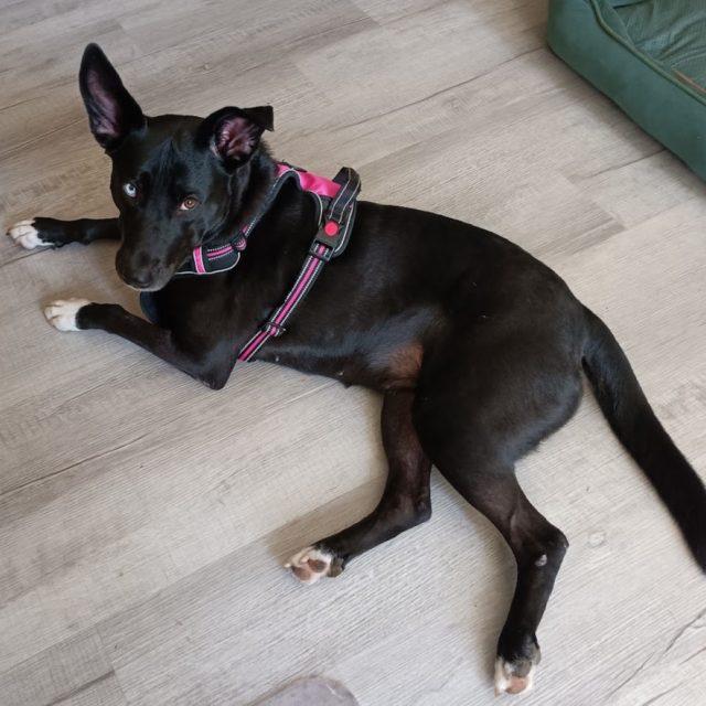 Twyla