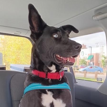 Twyla, a Adoptable Mixed Breed image 2/6