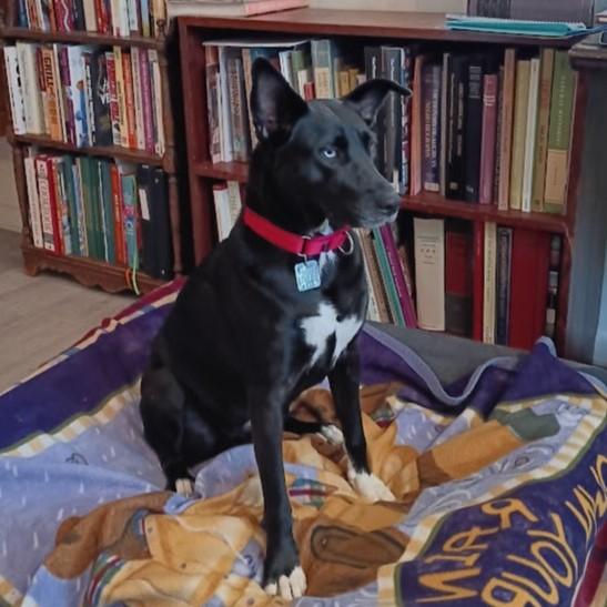 Twyla, a Adoptable Mixed Breed image 3/6