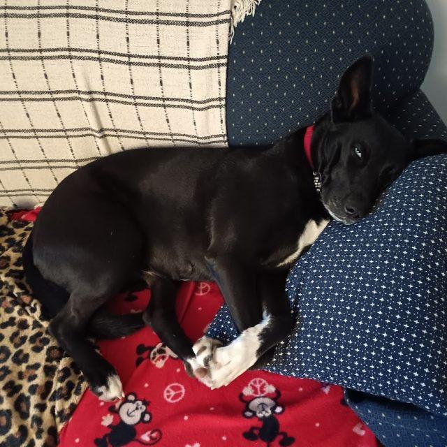 Twyla, a Adoptable Mixed Breed image 4/6