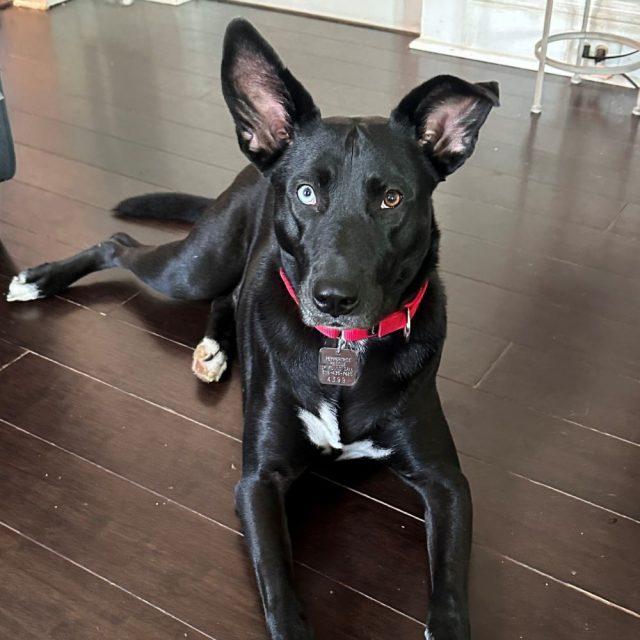 Twyla, Adoptable, Adult Female Mixed Breed.