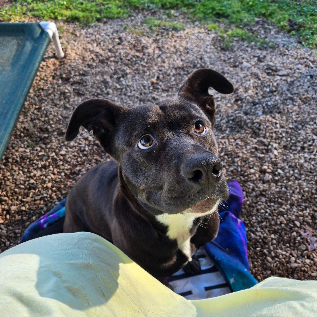 Venus, Adoptable, Adult Female Terrier.