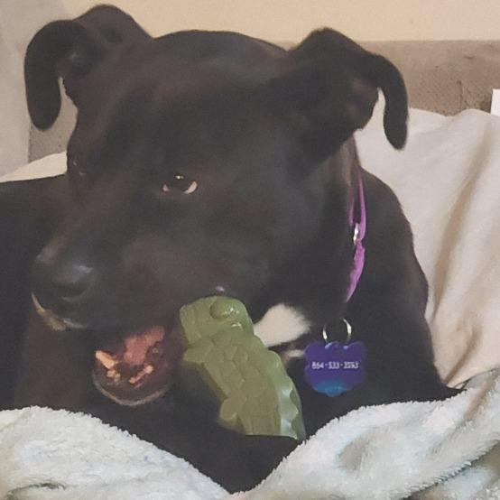 Lilo, a Adoptable Terrier in Greenville, SC image 2/6