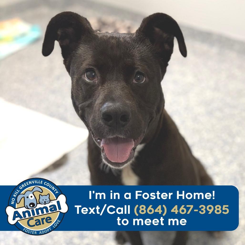 Lilo, a Adoptable Terrier in Greenville, SC image 3/6