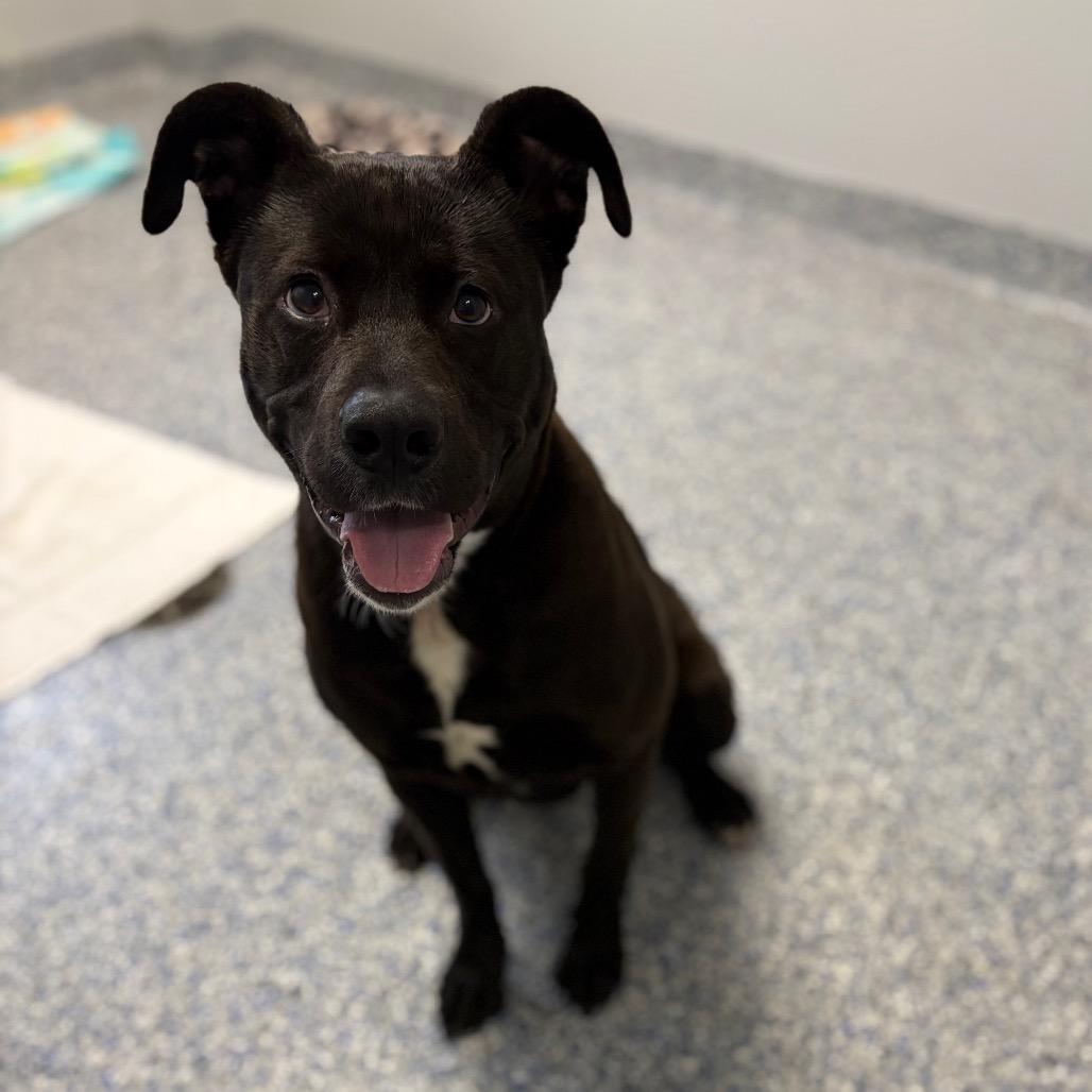 Enlarge Venus, a Adoptable Terrier in Greenville, SC image 2/4