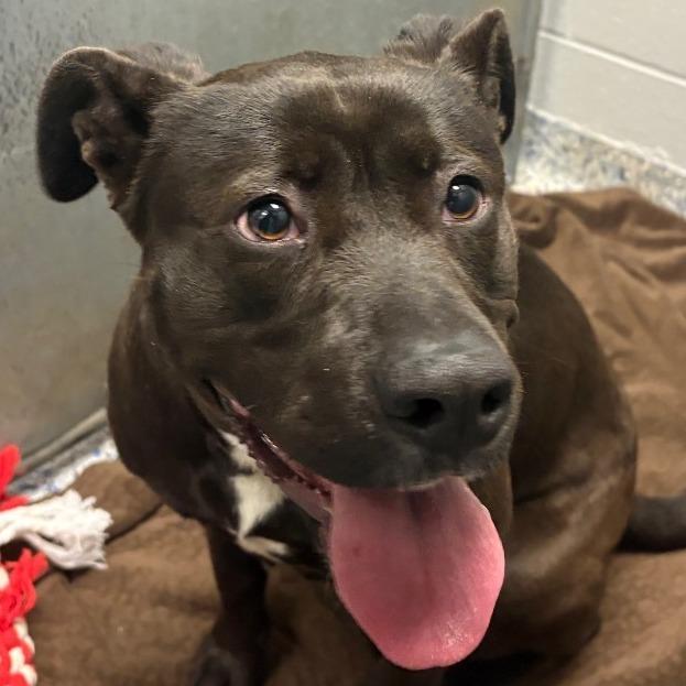Enlarge Venus, a Adoptable Terrier in Greenville, SC image 4/4