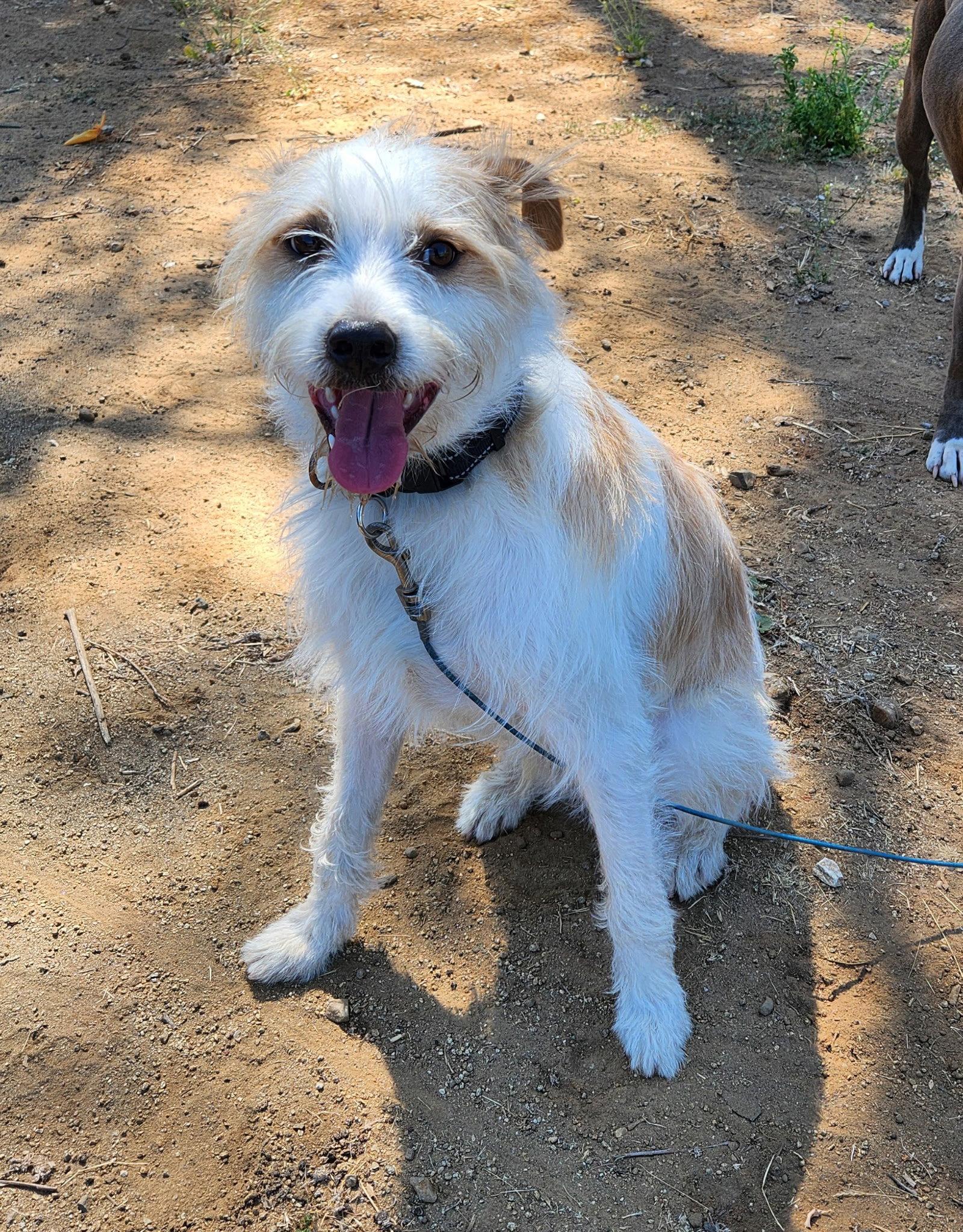 Ringo, a Adoptable mixed breed in Orange, CA image 1/3