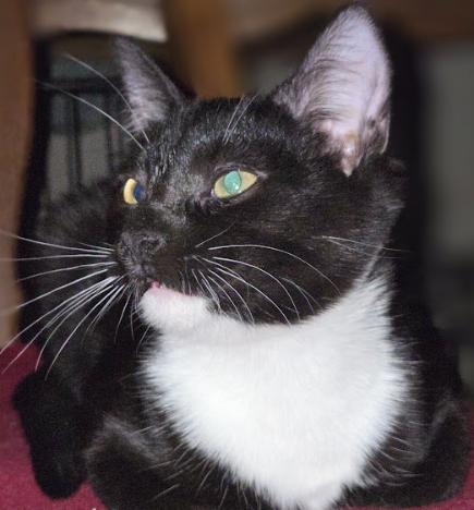 Kiki, Adopted, Kitten Female Tuxedo.