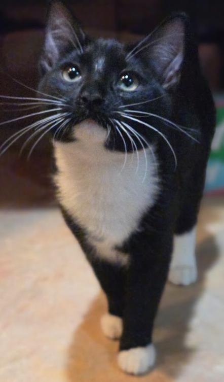 Kiki, a Adopted Tuxedo in Phoenix, AZ image 3/4