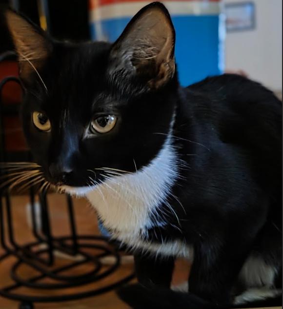 Kiki, a Adopted Tuxedo in Phoenix, AZ image 4/4