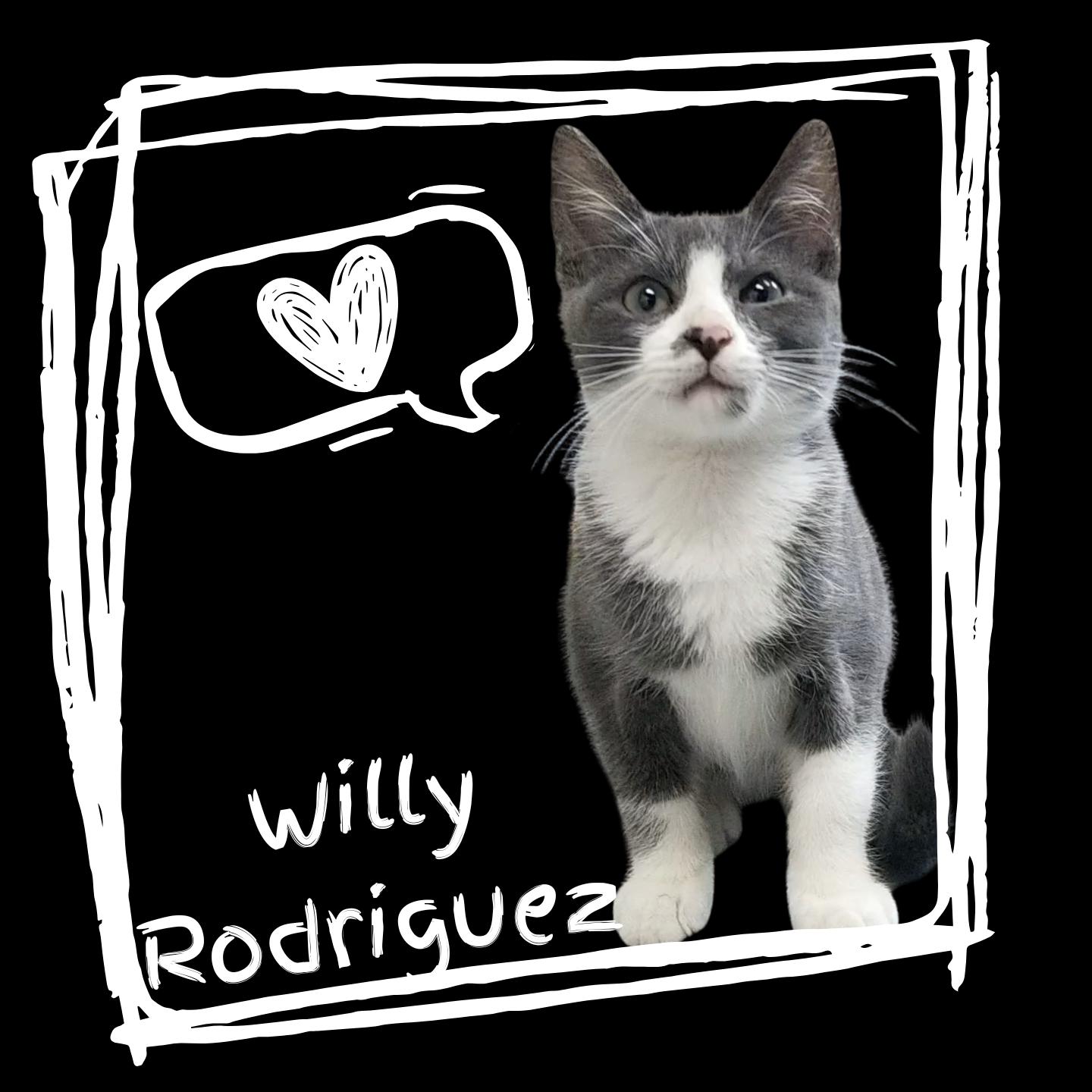 Willy Rodriguez, adopted, Young Male Domestic Short Hair.