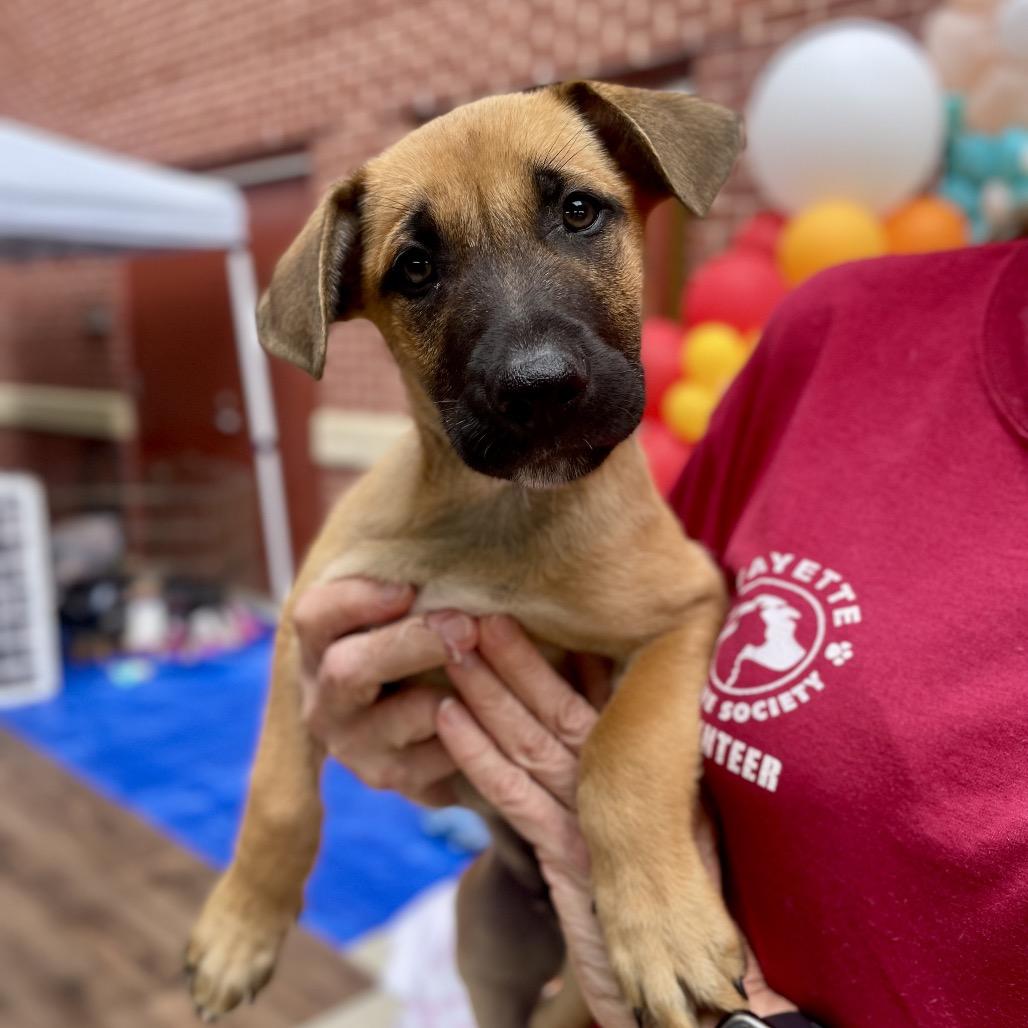 Sagan, Adoptable, Puppy Male German Shepherd Dog & Labrador Retriever.