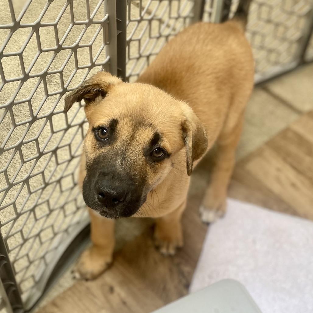 Enlarge Sagan, a Adoptable mixed breed in Fayetteville, GA image 2/6