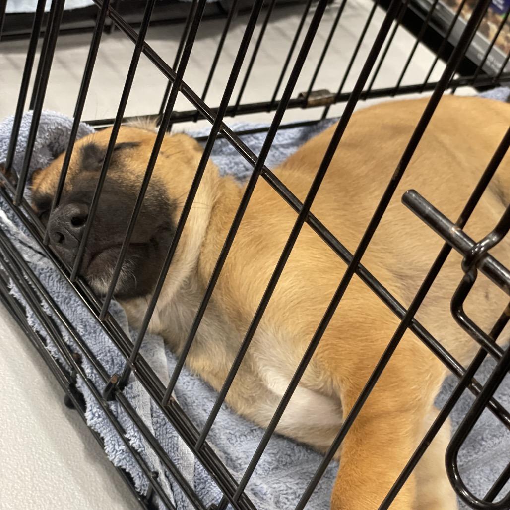 Enlarge Sagan, a Adoptable mixed breed in Fayetteville, GA image 3/6