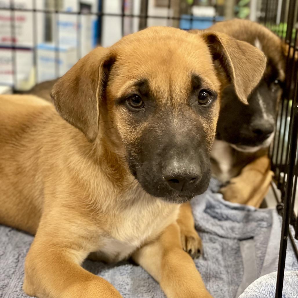 Enlarge Sagan, a Adoptable mixed breed in Fayetteville, GA image 5/6