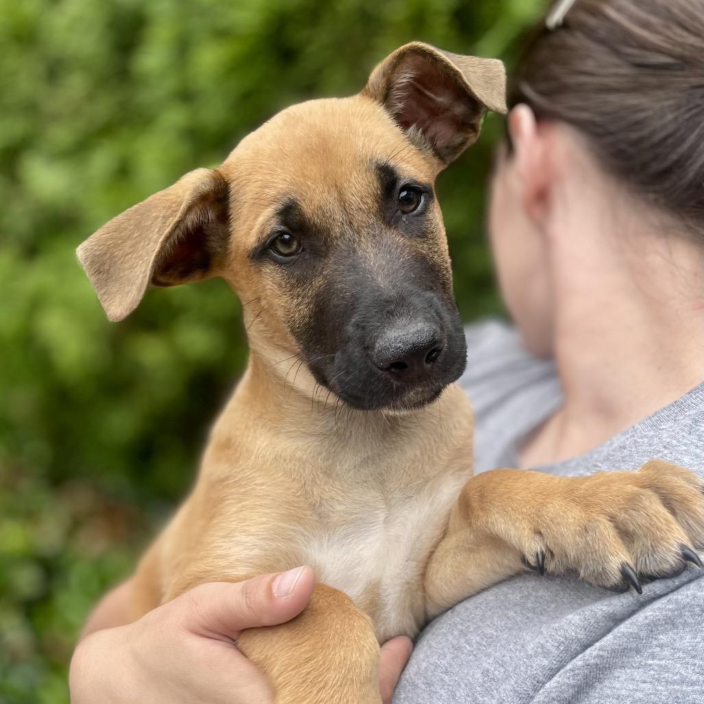 Sagan, a Adoptable mixed breed in Fayetteville, GA image 5/6