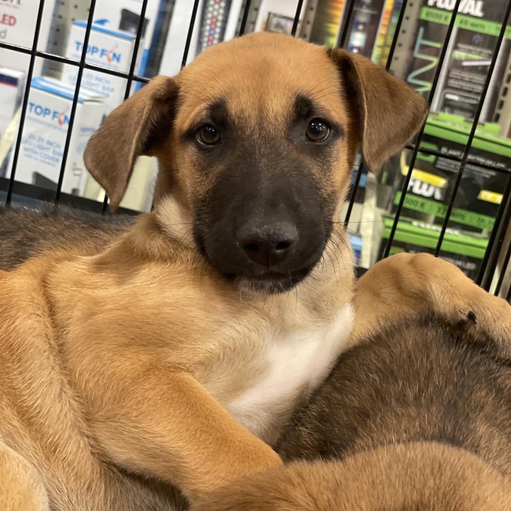 Enlarge Sagan, a Adoptable mixed breed in Fayetteville, GA image 6/6