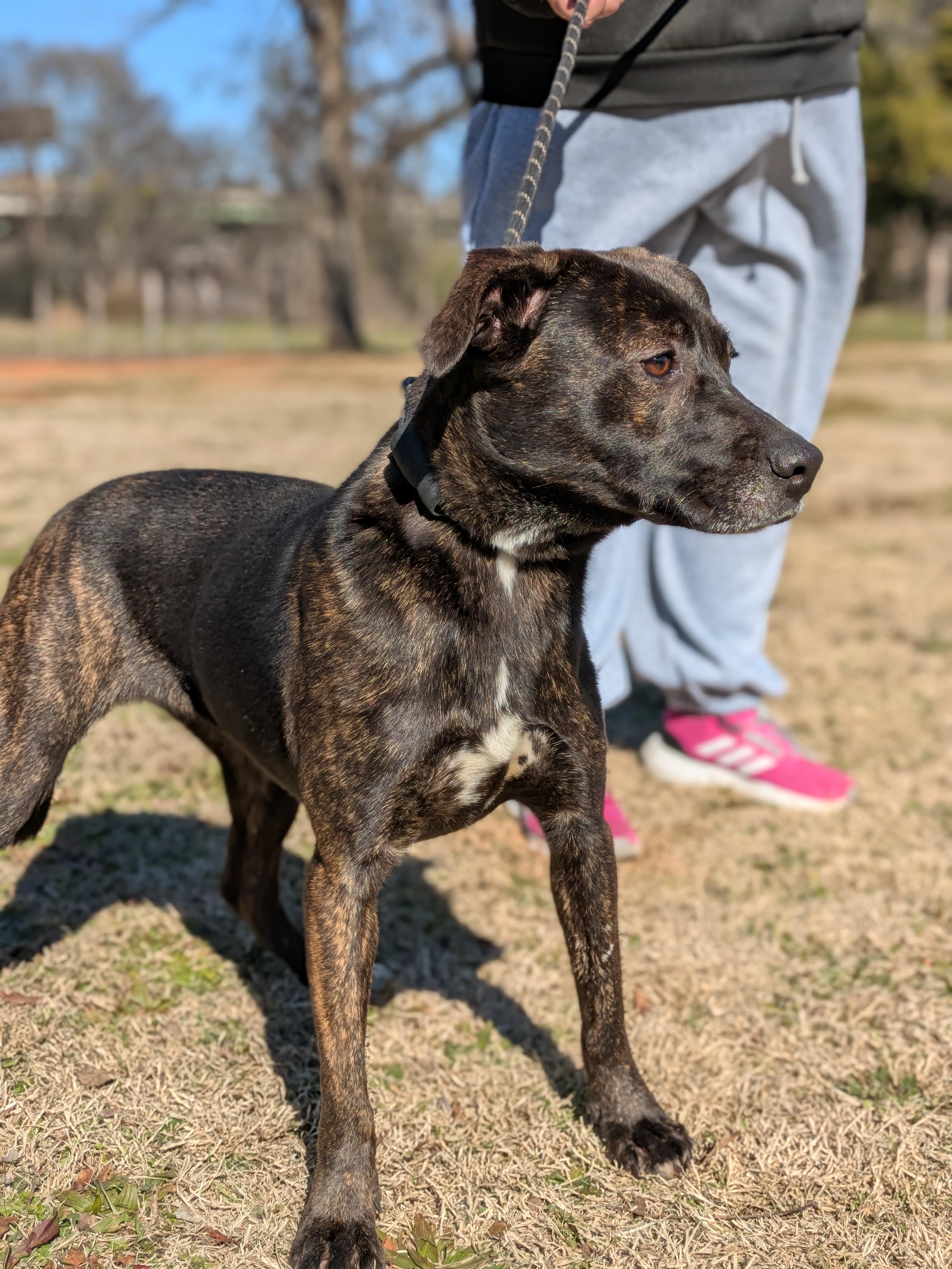 Enlarge Kehlu, a Adoptable Mixed Breed in Huntsville, AL image 4/6