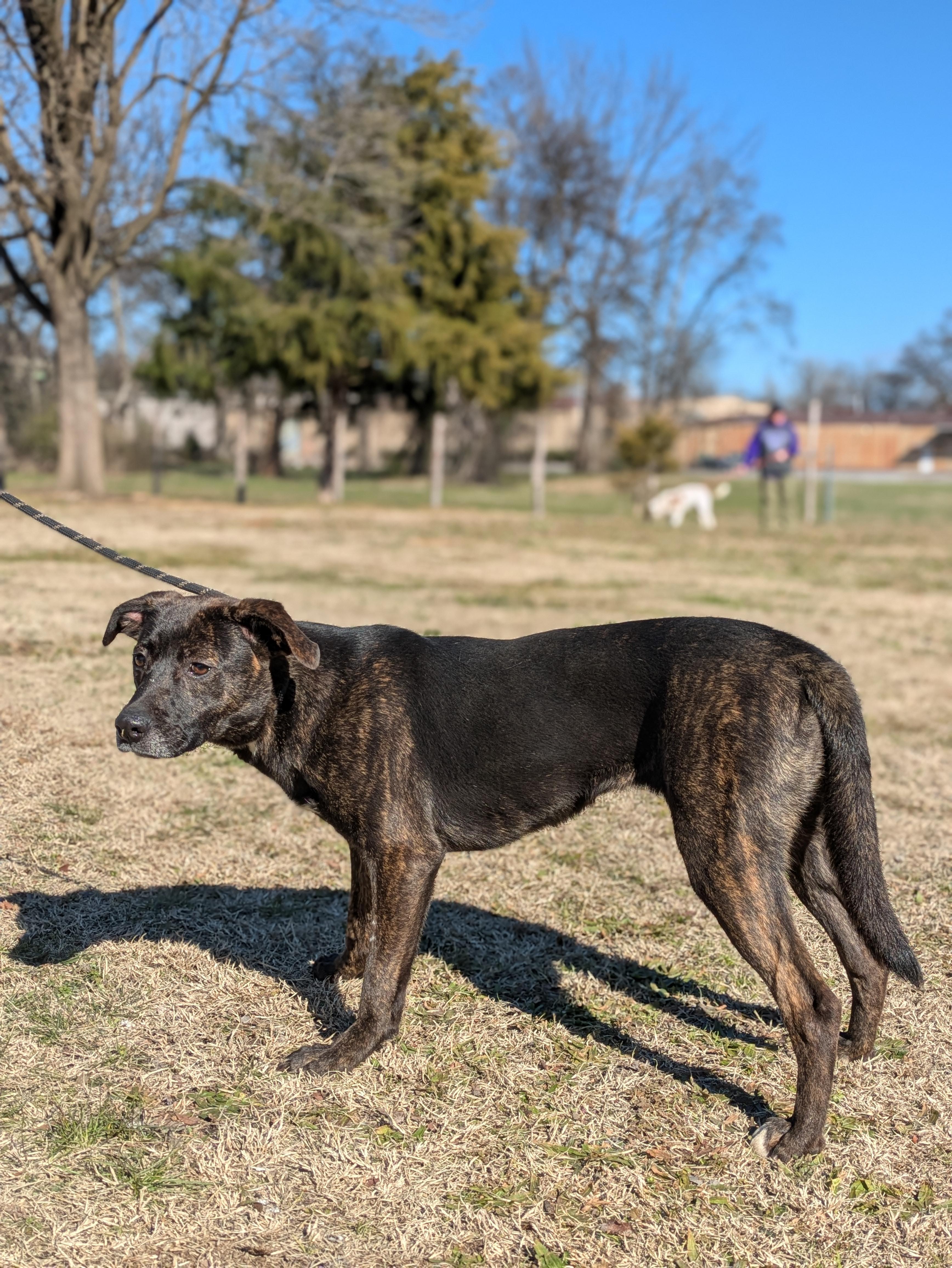 Enlarge Kehlu, a Adoptable Mixed Breed in Huntsville, AL image 6/6