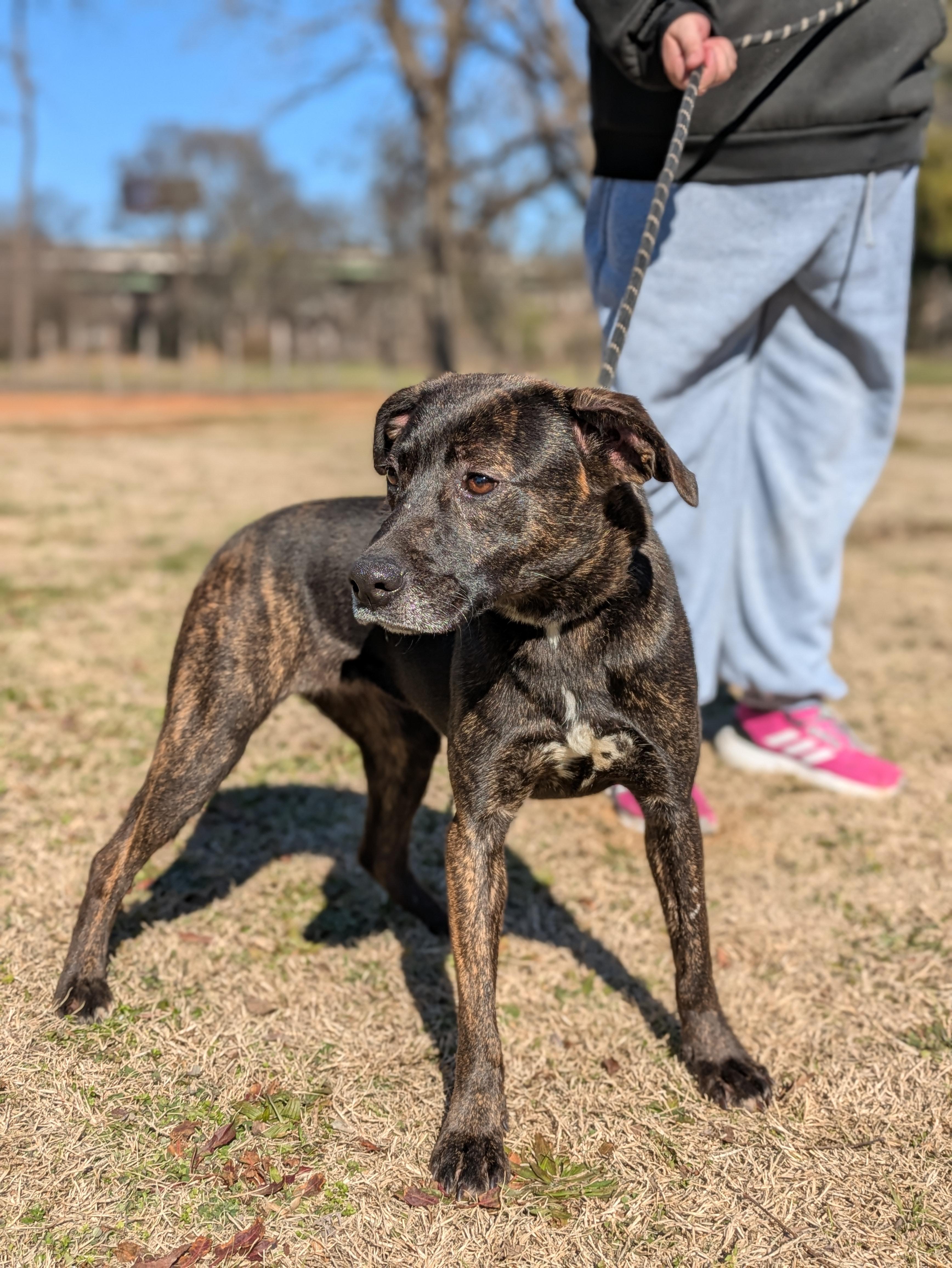 Enlarge Kehlu, a Adoptable Mixed Breed in Huntsville, AL image 5/6
