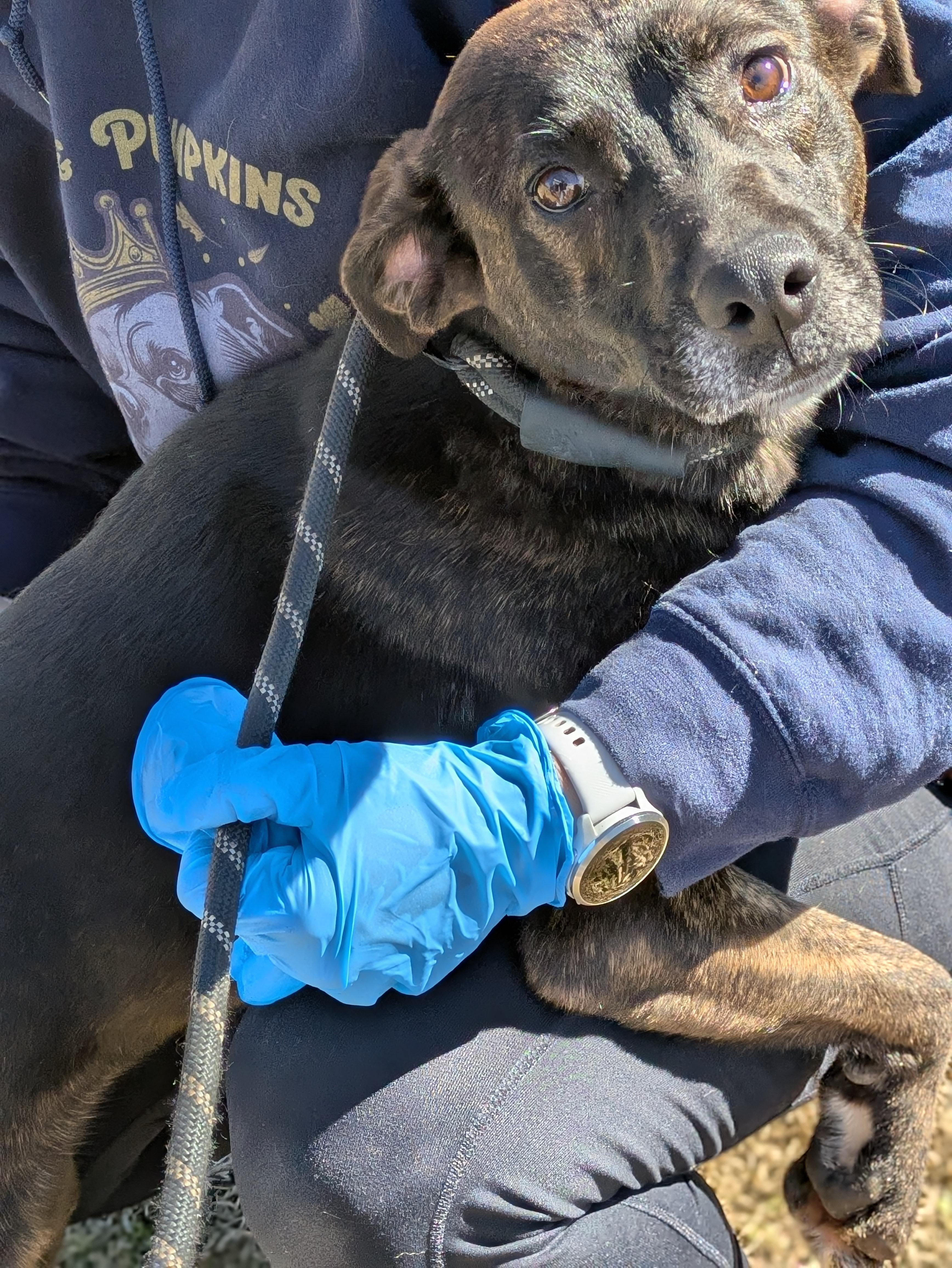 Enlarge Kehlu, a Adoptable Mixed Breed in Huntsville, AL image 2/6