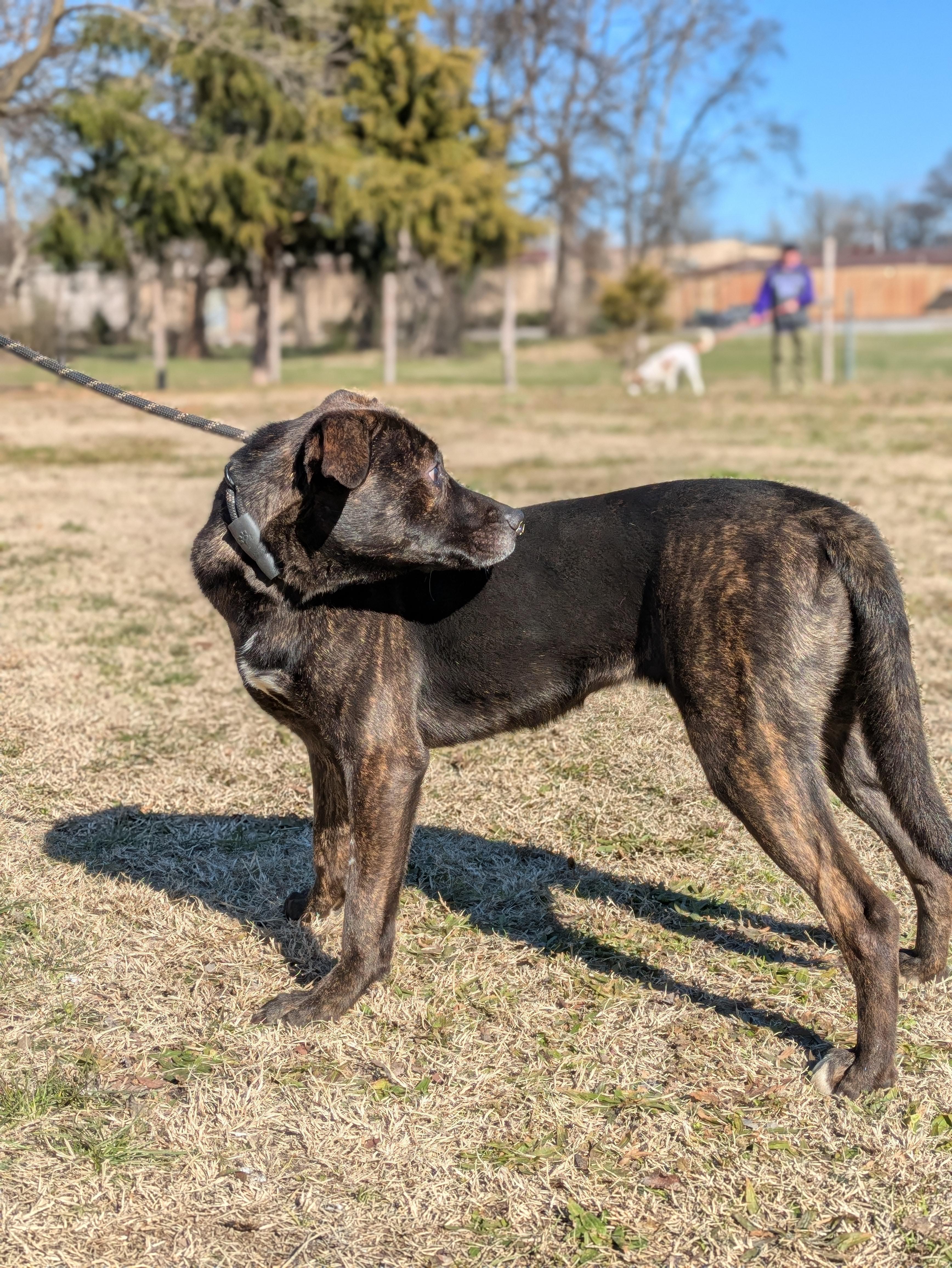 Enlarge Kehlu, a Adoptable Mixed Breed in Huntsville, AL image 3/6