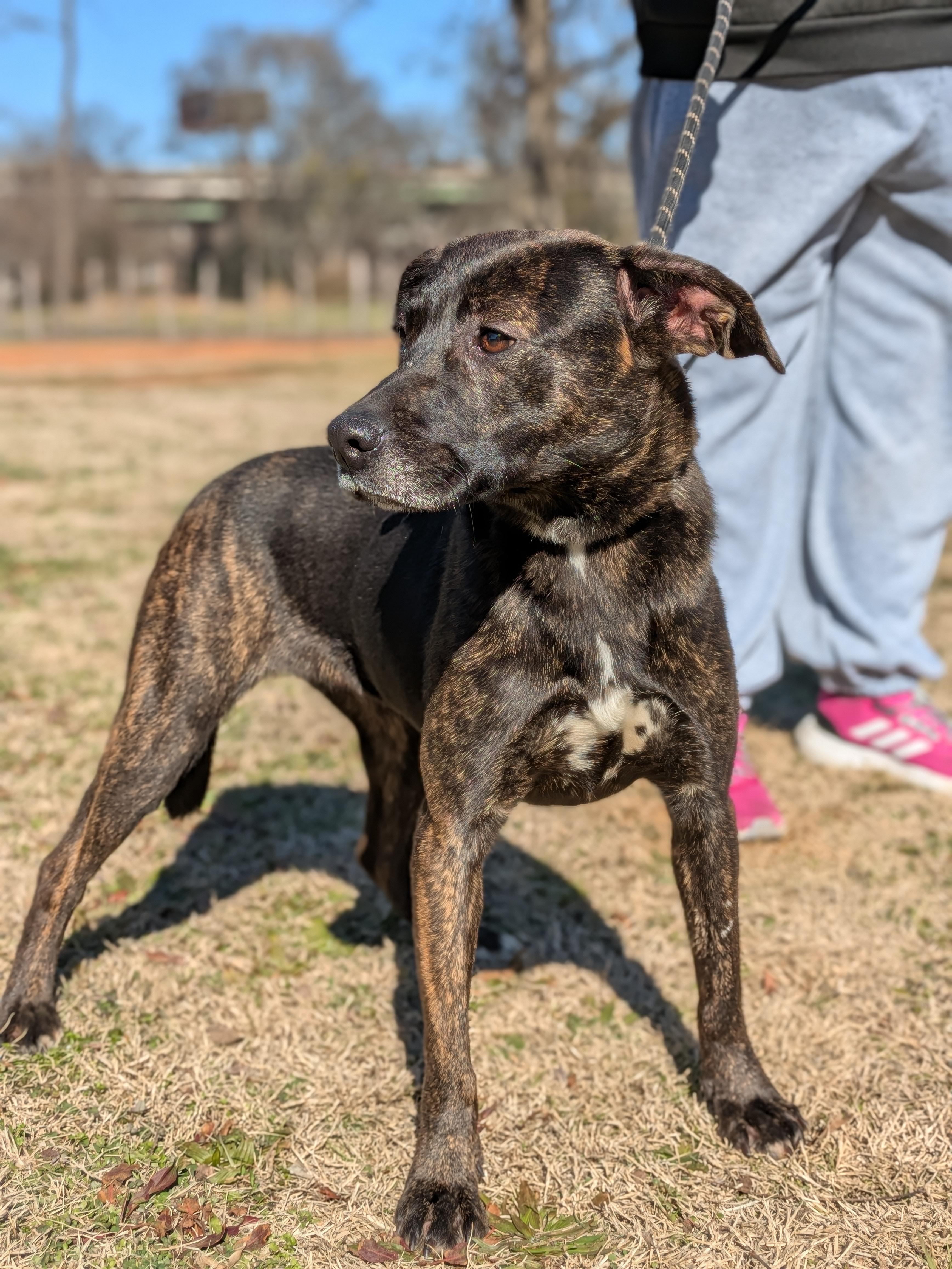 Kehlu, Adoptable, Adult Female Mixed Breed.