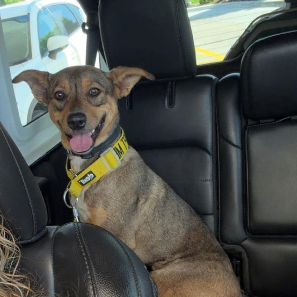 Chipmunk, Adoptable, Young Female Shepherd & Pit Bull Terrier.