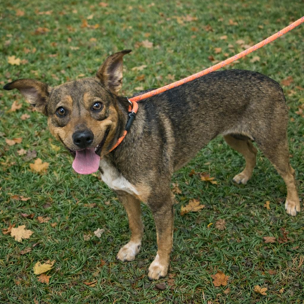 Enlarge Chipmunk, a Adoptable mixed breed in Norman, OK image 1/5