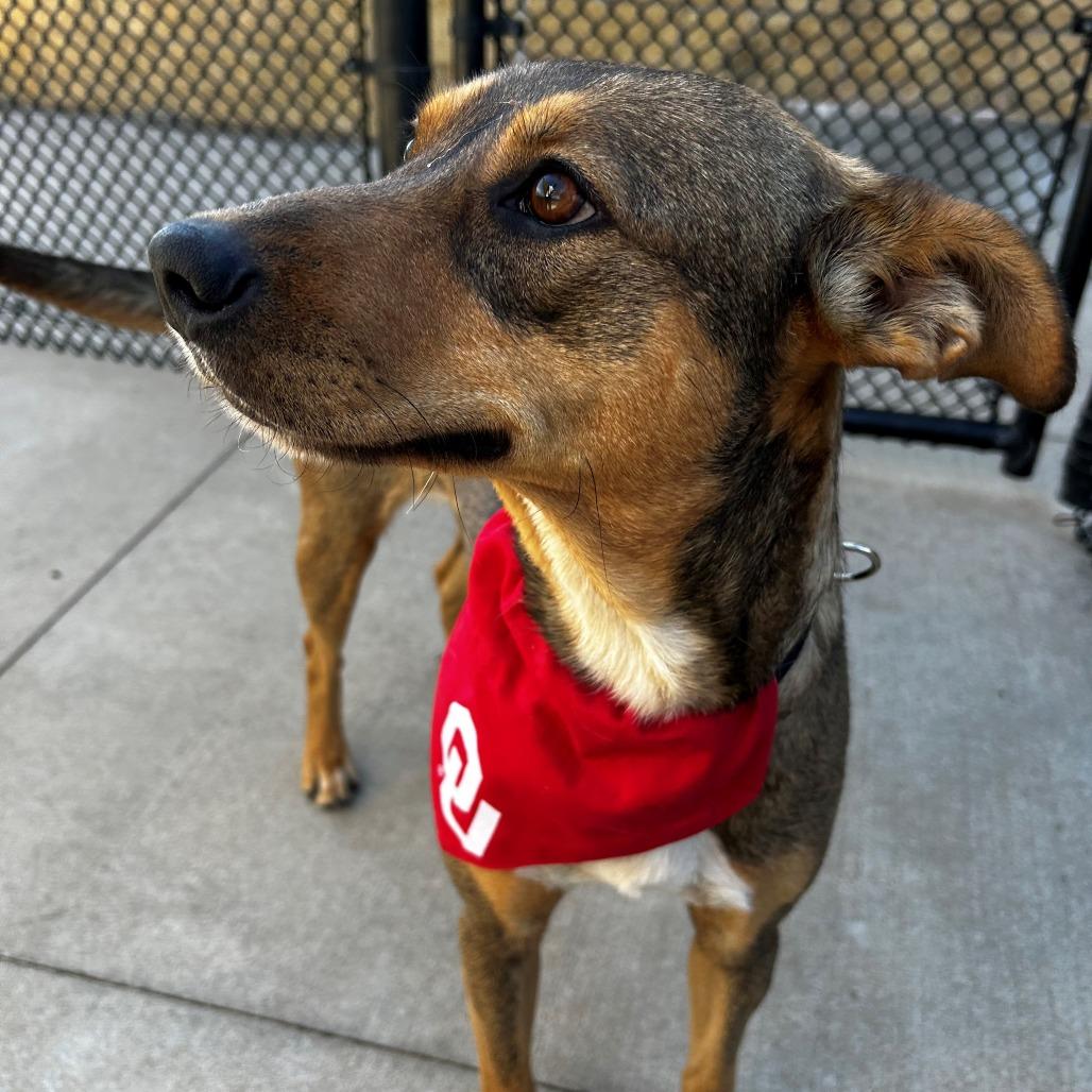 Enlarge Chipmunk, a Adoptable mixed breed in Norman, OK image 2/5