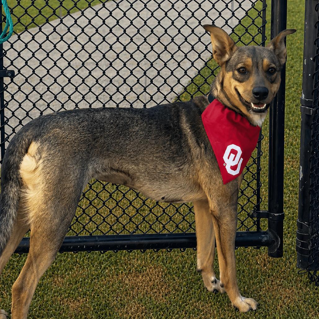 Enlarge Chipmunk, a Adoptable mixed breed in Norman, OK image 3/5