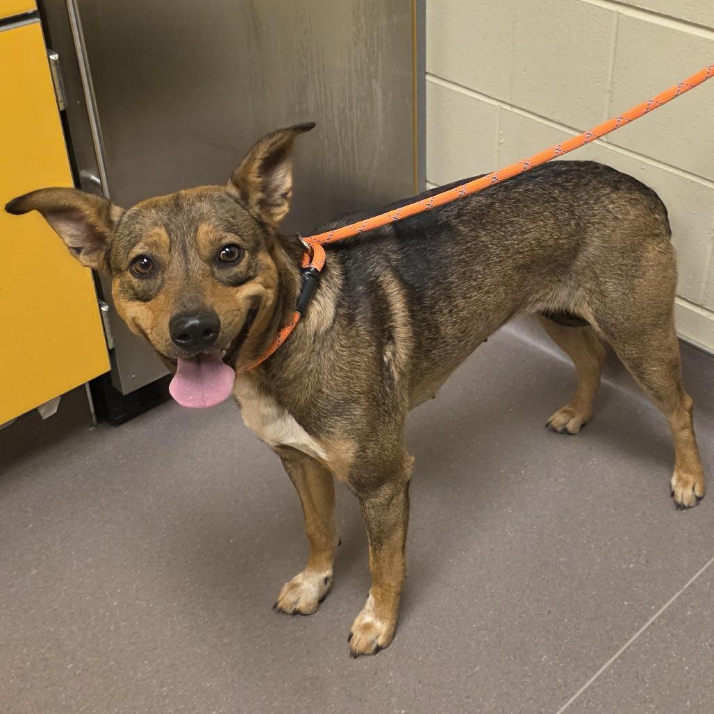 Enlarge Chipmunk, a Adoptable mixed breed in Norman, OK image 4/5
