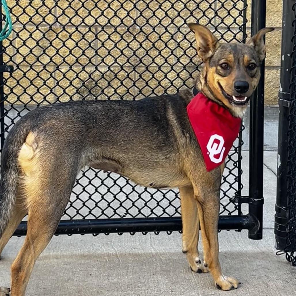 Enlarge Chipmunk, a Adoptable mixed breed in Norman, OK image 5/5