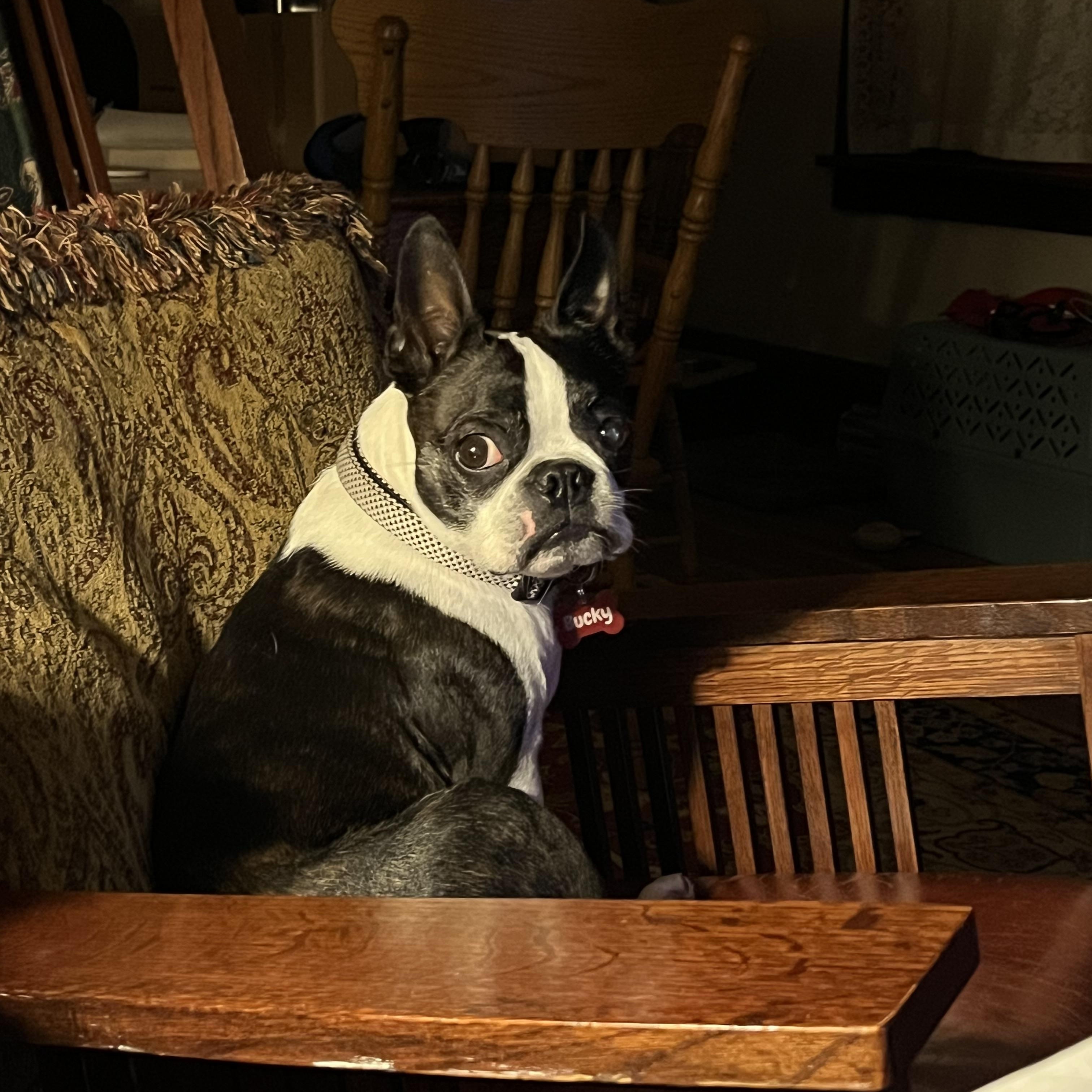 Bucky, a Adopted Boston Terrier in Minneapolis, MN image 1/3